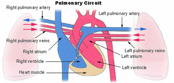 pulmonerdolasim_dh_fx57.jpg