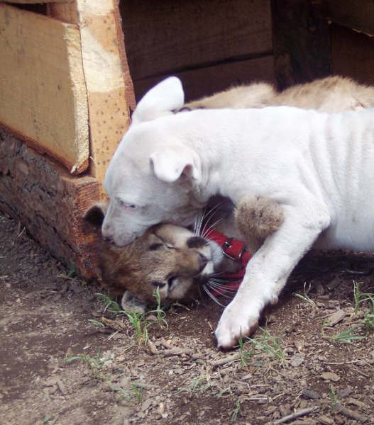 Dogo+argentino+vs+puma