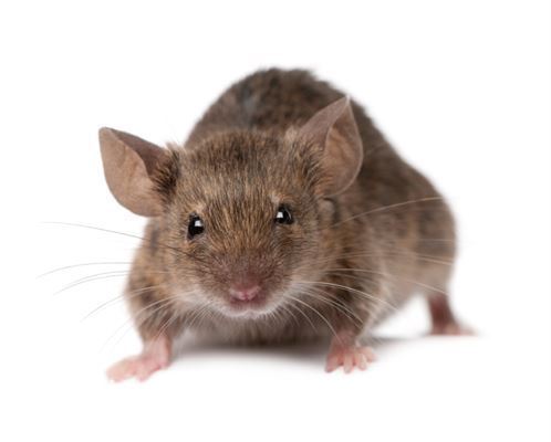   The method tested on mice reversed age-related wrinkles and hair loss 