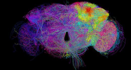   A vinegar brain was shot with a 3D image of 21 million photos 