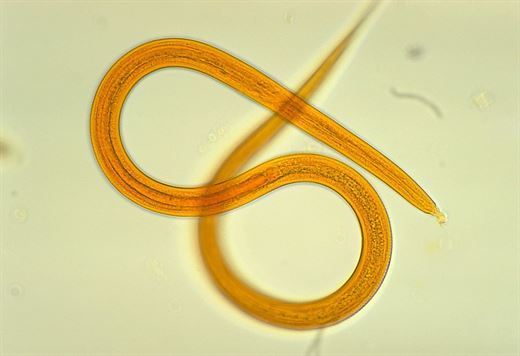   The frozen 42,000-year-old worms were relaunched 