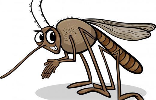   Specially grown mosquitoes stopped the dengue epidemic 