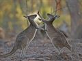   Australian nature photographer game of the year 